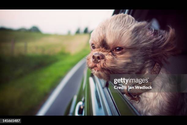 dog with head out of window - dog car stockfoto's en -beelden