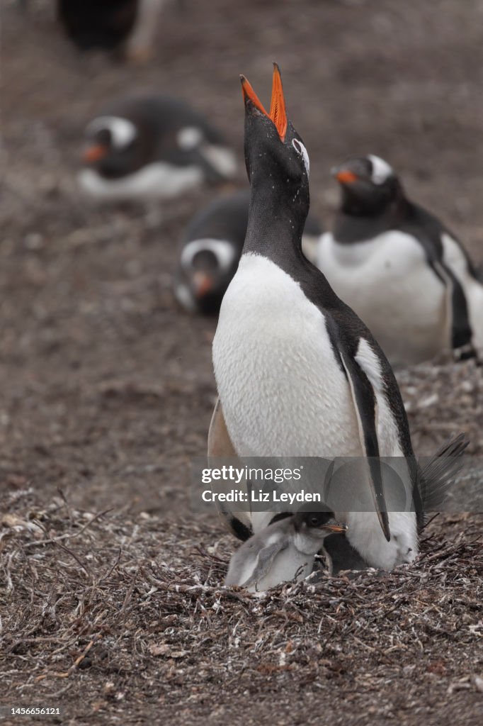 Gentoo Penguin, Pygoscelis papua; Pebble Island, Falklands
