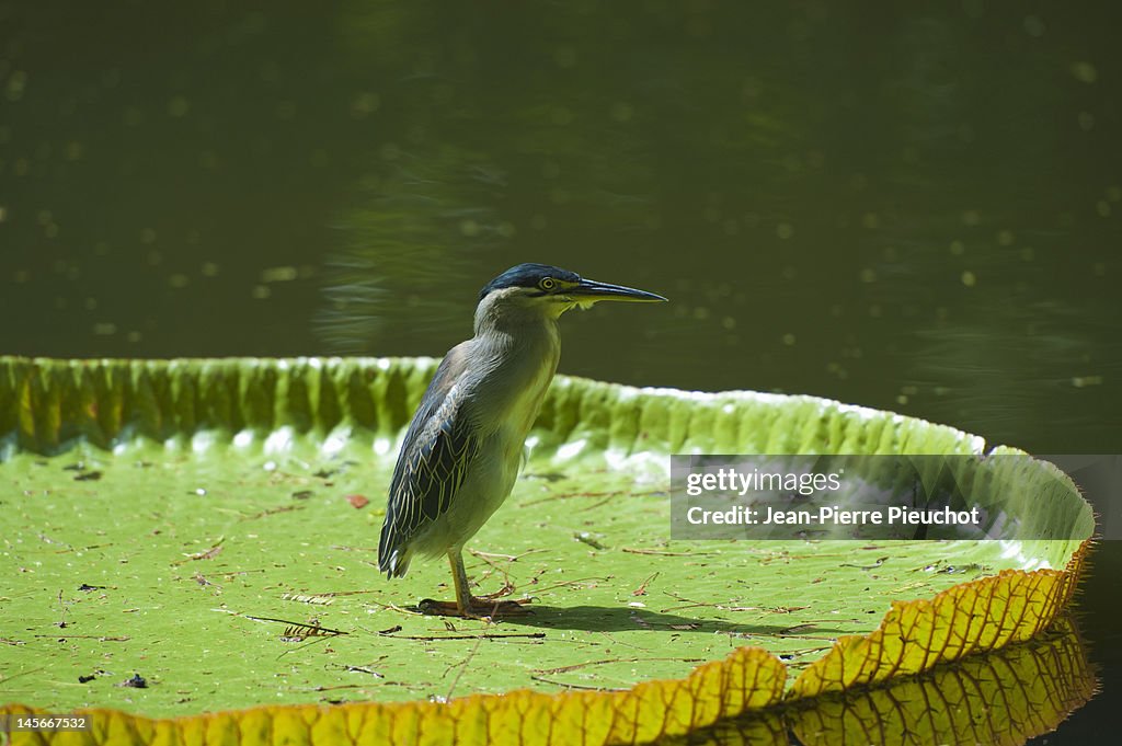 Kwak bird on waterlily, Pamplemousses gardens