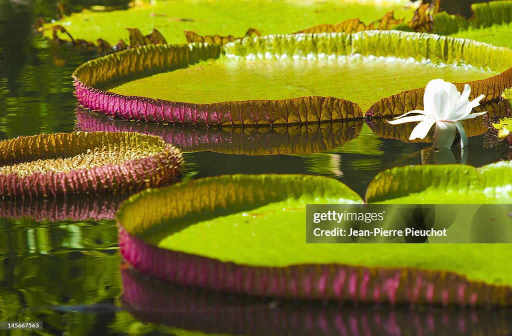 Waterlily pads, Pamplemousses gardens, Mauritius