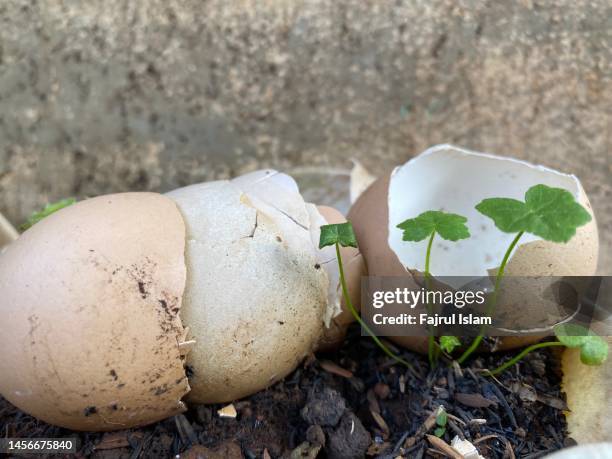egg shells and tiny tree - eggshell stock pictures, royalty-free photos & images