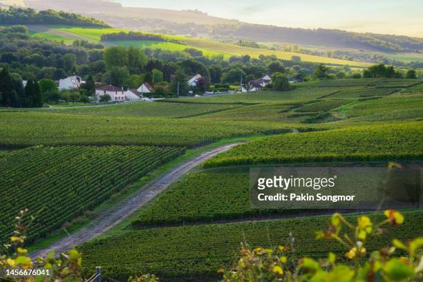 row vine grapes in champagne vineyards at montagne de reims, reims, france - paris summer stock-fotos und bilder