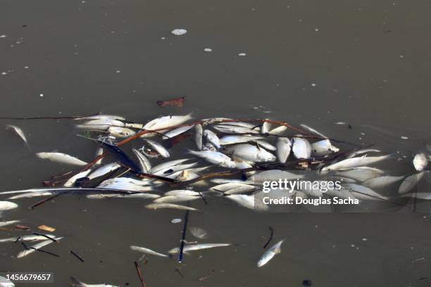 shad fish in toxic river - shad stock pictures, royalty-free photos & images