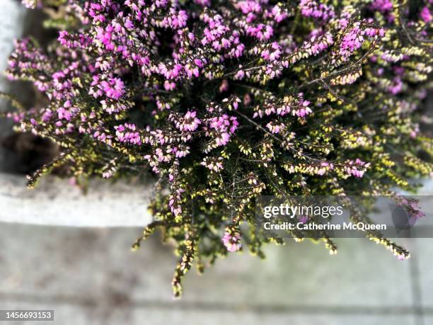 potted erica carnea, winter heath or winter heather - erica flower stock pictures, royalty-free photos & images