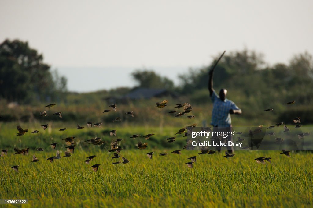 Kenya: Millions Of 'Feathered Locusts' Culled To Save Agriculture