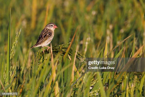 Red-billed quelea feeds on rice seeds on a plant within a farmers field on January 15, 2023 in Kisumu, Kenya. Kenyan authorities began aerial...