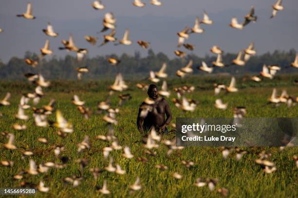 Farmer attempts to scare a flock of red-billed quelea from a rice field on January 15, 2023 in Kisumu, Kenya. Kenyan authorities began aerial...