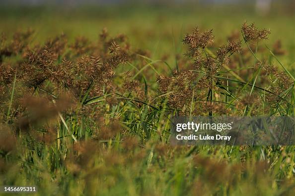 Destroyed Rice Destroyed rice crop as seen in a field on January 15, 2023 in Kisumu ...