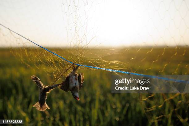 Red-billed quelea hang in a mist net after being caught on January 15, 2023 in Kisumu, Kenya. Kenyan authorities began aerial spraying of pesticides...