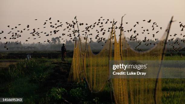 Flock of red-billed quelea fly over a mist net farmers erected to help catch birds and stop them from destroying crops on January 15, 2023 in Kisumu,...