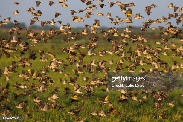 Flock of red-billed quelea fly over a rice field on January 15, 2023 in Kisumu, Kenya. Kenyan authorities began aerial spraying of pesticides to...