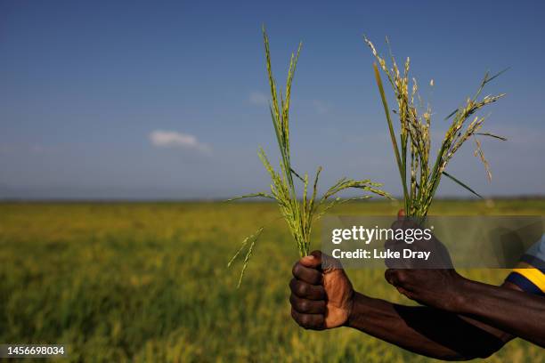 Destroyed Rice Destroyed Agriculture Photos and Premium High Res Pictures - Getty Images