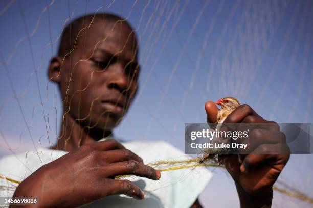 Young boy plays with a red-billed quelea that has been caught in a mist net, set up to catch birds within a rice field on January 14, 2023 in Kisumu,...