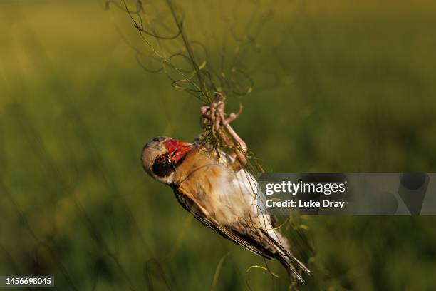 Red-billed quelea hangs in a mist net set up to catch birds within a rice field on January 14, 2023 in Kisumu, Kenya. Kenyan authorities began aerial...