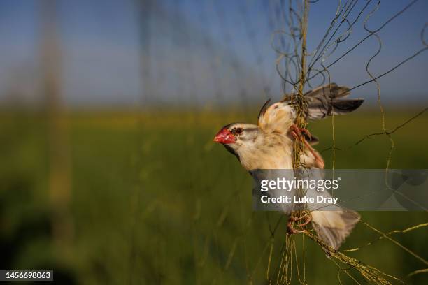 Red-billed quelea hangs in a mist net set up to catch birds within a rice field on January 14, 2023 in Kisumu, Kenya. Kenyan authorities began aerial...