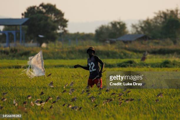Farmer throws saturated balls of mud at a flock of red-billed quelea in an attempt to scare the flock away from a rice field on January 14, 2023 in...