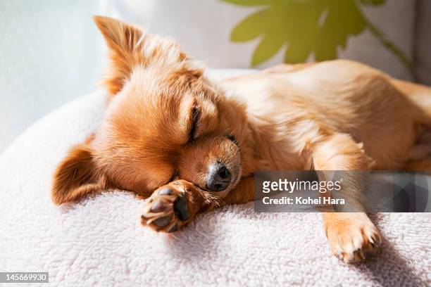 dog sleeping on cushion - sleeping dog stock pictures, royalty-free photos & images
