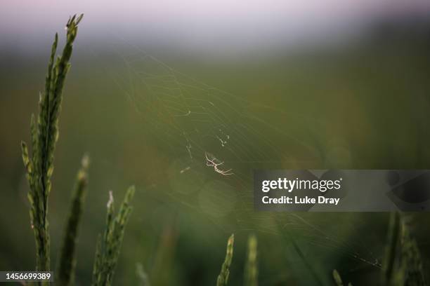 Spider On Rice 2,790 Red Spiders Stock Photos, High-Res Pictures, and Images - Getty ...
