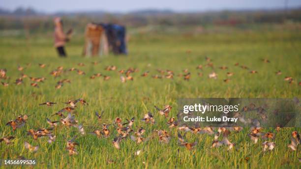 Red-billed quelea land on rice crops to feed on seeds on January 15, 2023 in Kisumu, Kenya. Kenyan authorities began aerial spraying of pesticides to...