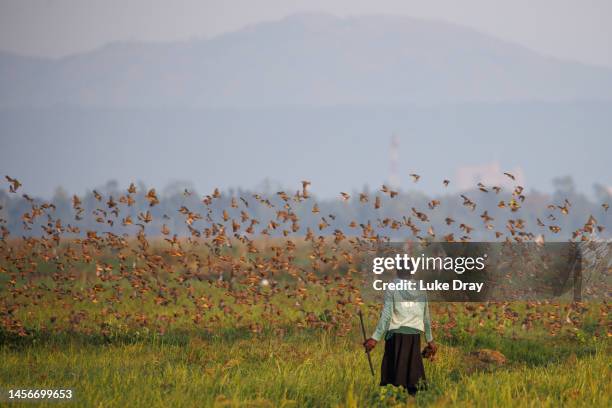 Young girl watches a flock of red-billed quelea fly away after she scared them from a rice field on January 15, 2023 in Kisumu, Kenya. Kenyan...