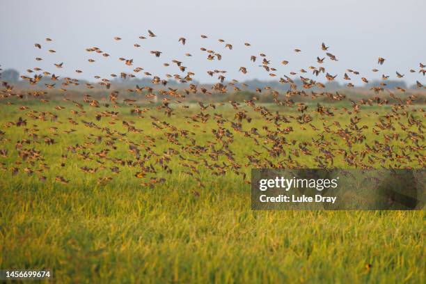 Red-billed quelea land on rice crops to feed on seeds on January 15, 2023 in Kisumu, Kenya. Kenyan authorities began aerial spraying of pesticides to...