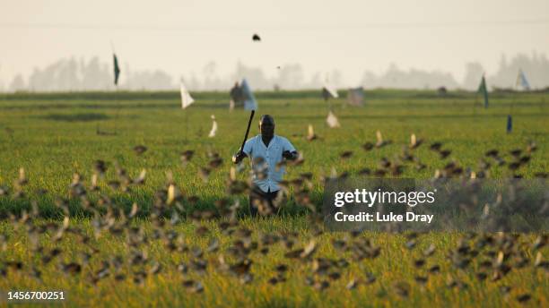 Farmer throws saturated balls of mud at a flock of red-billed quelea in an attempt to scare the flock away from a rice field on January 15, 2023 in...