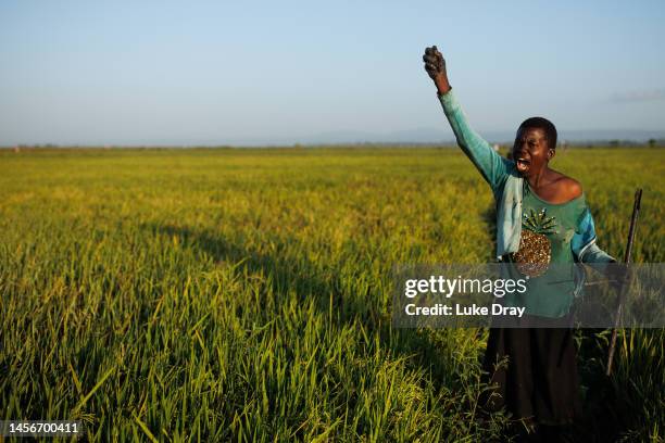Farmer attempts to scare a flock of red-billed quelea from a rice field on January 15, 2023 in Kisumu, Kenya. Kenyan authorities began aerial...