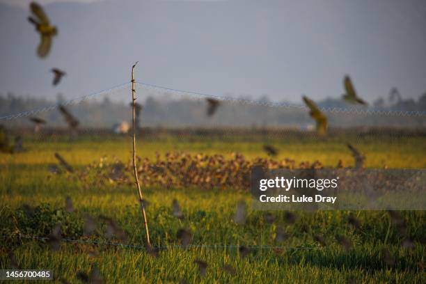 Flock of red-billed quelea fly past a mist net set up to catch birds, as others land in a rice field to feed behind, on January 15, 2023 in Kisumu,...