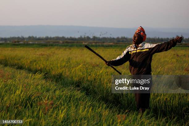Farmer attempts to scare a flock of red-billed quelea from a rice field on January 14, 2023 in Kisumu, Kenya. Kenyan authorities began aerial...