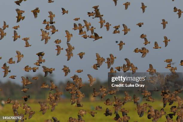 Flock of red-billed quelea fly over a rice field on January 14, 2023 in Kisumu, Kenya. Kenyan authorities began aerial spraying of pesticides to...