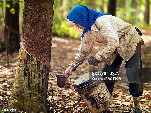 rubber tappers collecting natural rubber/ latex. - rubber tree stock pictures, royalty-free photos & images