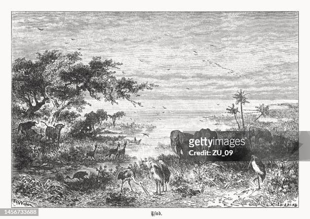 shore of lake chad in africa, wood engraving, published 1899 - woodcut stock illustrations