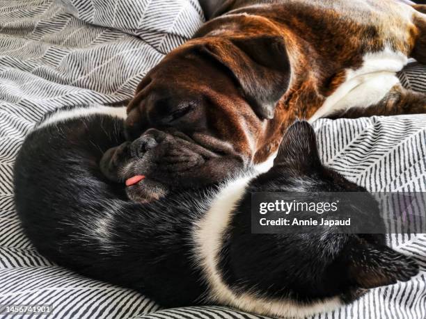 huge dog resting his head on a sleeping cat’s body, both of them sleeping indoors on a bed - cats on the bed stock pictures, royalty-free photos & images