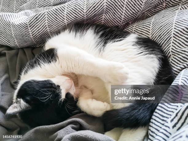 cat sleeping in ball