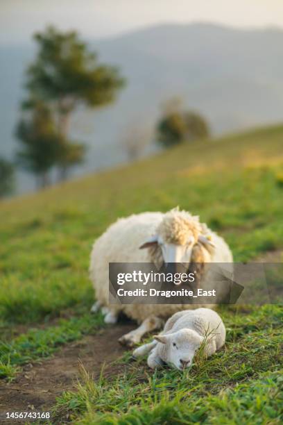 a flock of sheep on a hilltop at doi chang, chiang rai, thailand - chiang rai province stock pictures, royalty-free photos & images