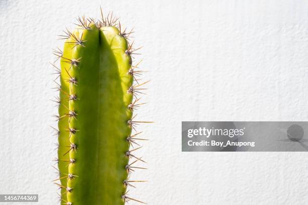 cereus cactus against the white wall. the cereus cactus appreciates a warm, dry environment with minimal water, and plenty of light. - cactus white background stock-fotos und bilder