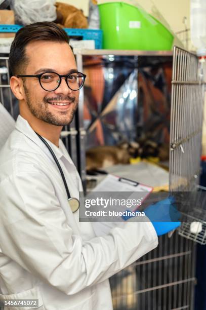 veterinarian examining cat - vitamin iv stock pictures, royalty-free photos & images