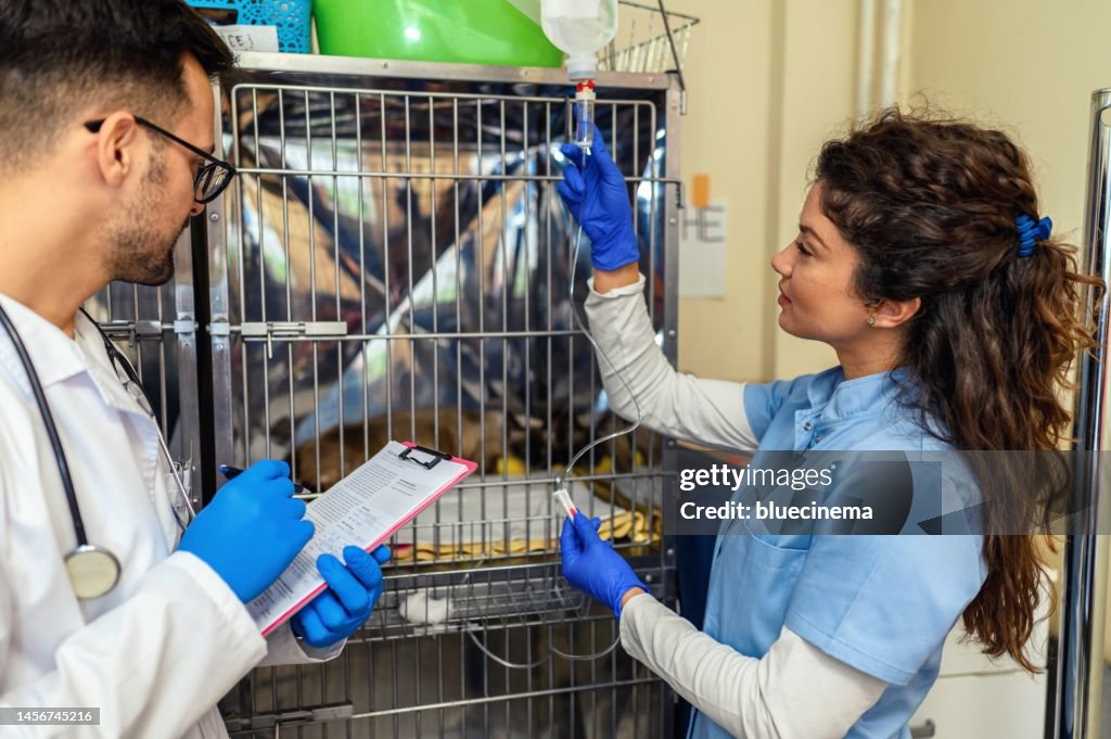 Veterinarian examining cat
