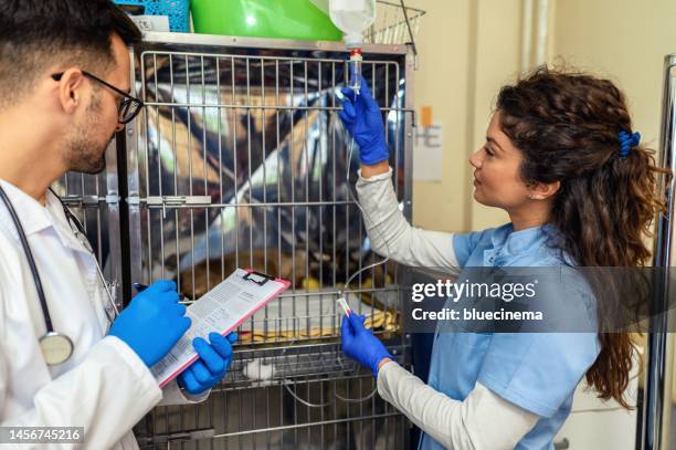 veterinarian examining cat - vitamin iv stock pictures, royalty-free photos & images