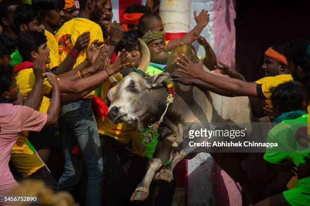 Men tackle a bull as they participate in the annual bull-taming sport of Jallikattu played to celebrate the harvest festival of Pongal on January 16,...