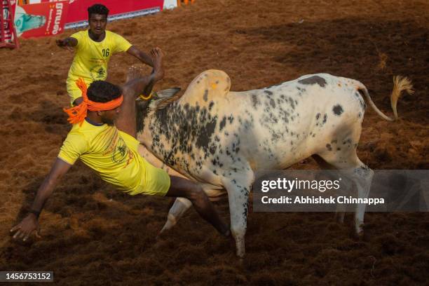 Bull tosses a man during the annual bull-taming sport of Jallikattu played to celebrate the harvest festival of Pongal on January 16, 2023 in...