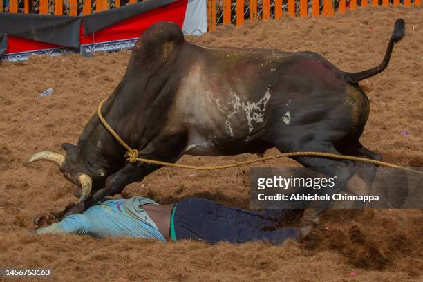 Bull charges at a man during the annual bull-taming sport of Jallikattu played to celebrate the harvest festival of Pongal on January 16, 2023 in...