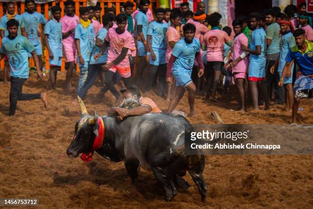 Man tackles a bull as he participates in the annual bull-taming sport of Jallikattu played to celebrate the harvest festival of Pongal on January 16,...