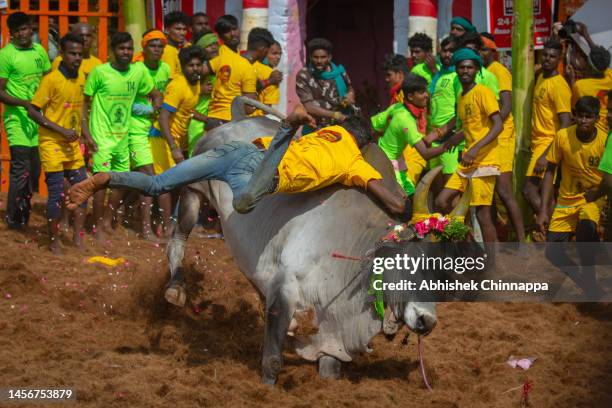 Man tackles a bull as he participates in the annual bull-taming sport of Jallikattu played to celebrate the harvest festival of Pongal on January 16,...