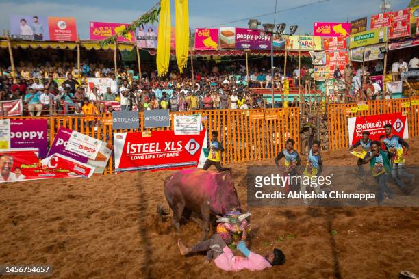 Bull charges at a man during the annual bull-taming sport of Jallikattu played to celebrate the harvest festival of Pongal on January 16, 2023 in...