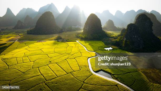 landscape and pastoral - paddy field stock pictures, royalty-free photos & images