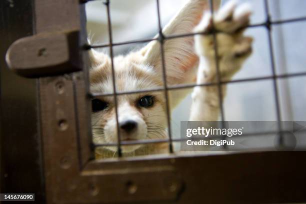 fennec fox in cage - fennec 個照片及圖片檔