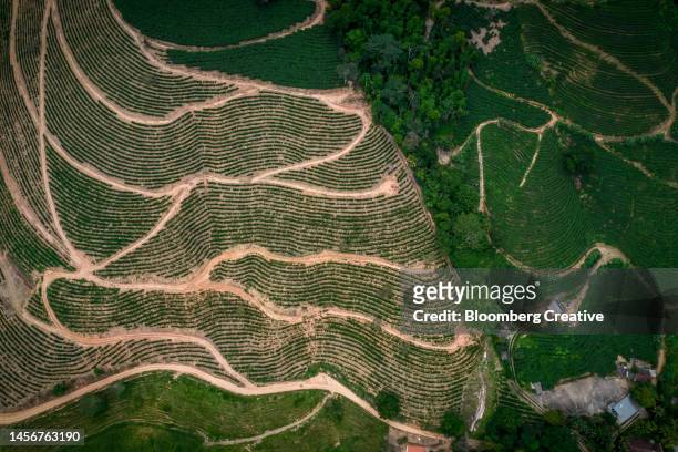 aerial view of a coffee plantation - plantation stockfoto's en -beelden