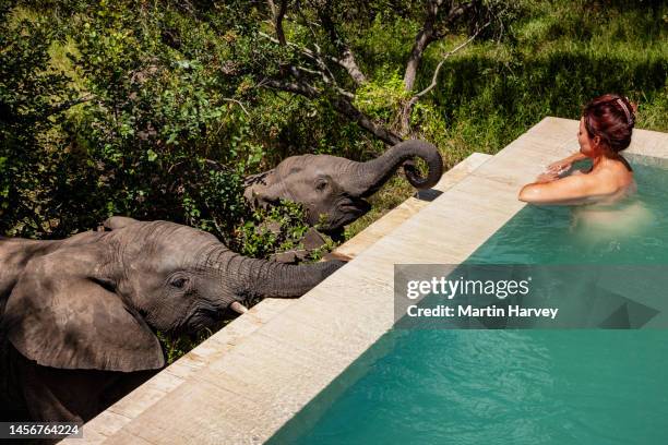 female tourist swimming in a safari lodge swimming pool with elephants at pool water's edge - safari lodge stock pictures, royalty-free photos & images