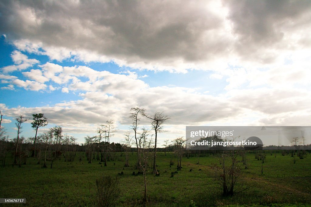 Forest in Everglades